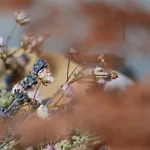 Frühstückspension La Forge - D'hotes En Ardenne 3*